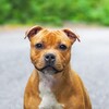 Логотип телеграм канала @staffy_kennel — Стаффордширский бультерьер питомник Sunshine Flame
