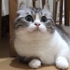 Логотип телеграм канала @standebet — Розыгрыши | Project Evolution