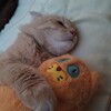 Логотип телеграм канала @starliksa — П