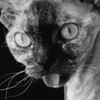 Логотип телеграм канала @stasistarzacademy — 🇺🇸 study abroad with Stasi ✨