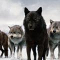 Logo saluran telegram stayavolkov_volkvazhak777_volkvo — 🐺🐺🐺СТАЯ ВОЛКОВ🐺🐺🐺