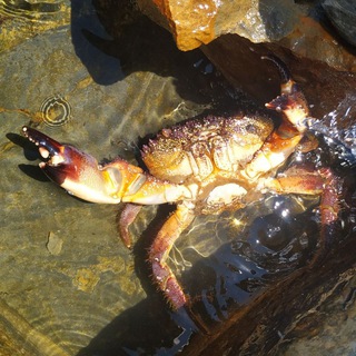 Логотип телеграм канала @stayed_stone — Под лежачий камень...