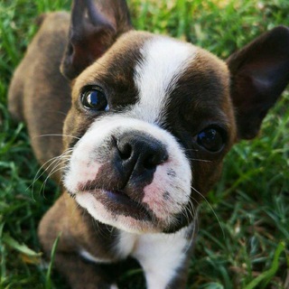 Логотип телеграм канала @stephanread56 — Почитай Стефаныча!