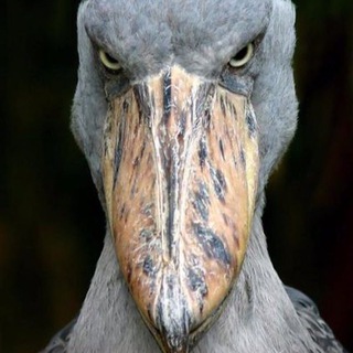 Telegram channel Байкальский баклан logo