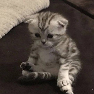 Логотип телеграм канала @stickers_gifs0 — Копия