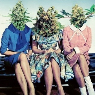 Логотип телеграм канала @stonedgirls — stonedgirls