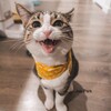Логотип телеграм канала @stories_cats — Истории с кошками ≽^•⩊•^≼