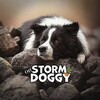 Логотип телеграм канала @stormdogg — 𝐒𝐓𝐎𝐑𝐌 𝐃𝐎𝐆𝐆𝐘