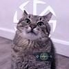 Логотип телеграм канала @stpashhka — Русский Монкекэжуал
