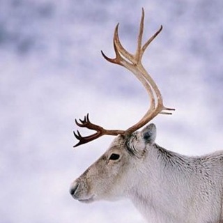 Логотип телеграм канала @stranaoleni — Страна оленья