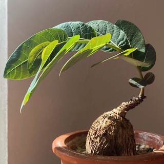Логотип телеграм канала @strange_plants — Картошьки и ко 🌝 /каудексные растения