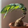 Логотип телеграм канала @strange_plants — Картошьки и ко 🌝 /каудексные растения