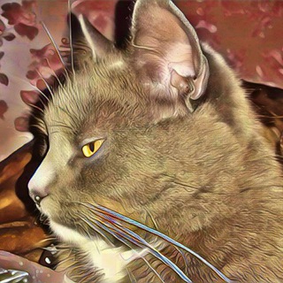 Логотип телеграм -каналу strannikhumor — Strannik | Всякое 📡