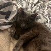 Логотип телеграм канала @strongkitten — сильный котенок