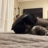 Логотип телеграм канала @studio_mulledwine — Пристанище Айси!