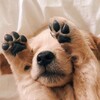 Логотип телеграм канала @studyannn — материалы для экзаменов// егэ, огэ, олимпиады