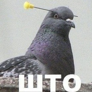 Logo of telegram channel stupidpicswithbirds — Картинки с тупыми птицами