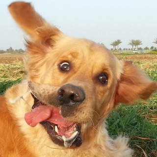 Логотип телеграм канала @stupidpicswithdogs — Картинки с тупыми собаками