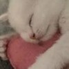 Логотип телеграм канала @suatopq — просто sua