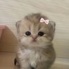 Логотип телеграм канала @subantrop — Subantrop 18 