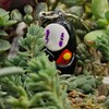 Логотип телеграм канала @succuforest — Суккулесье🌵🪴