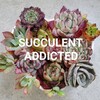 Логотип телеграм канала @succulent_addicted — Succulent Addicted Суккуленты