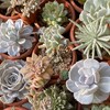 Логотип телеграм канала @succulent_info — Суккуленты рядом (@succulent.info)