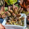 Логотип телеграм канала @succulent_nsk — Суккуленты нск