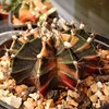 Логотип телеграм канала @succulent_troops — Зелёная Страница🌿🌱