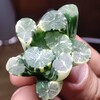 Логотип телеграм канала @succulentology_by — Succulentology.by