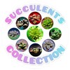 Логотип телеграм канала @succulents_collection — 𑀝уκκу᧘ᥱнᴛныᥱ ᥙᥴᴛ᧐ρᥙᥙ 🪴SUCCULENTS COLLECTION🪴