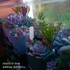 Логотип телеграм канала @succulenttvoeidushi — Суккулент твоей души🥵😍