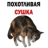 Логотип телеграм канала @suchka_no_sucha — связка сушеК