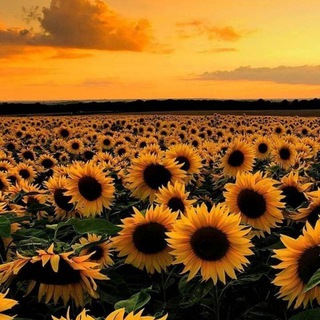لوگوی کانال تلگرام sudaniya — صحابية الهوى🌻♥️
