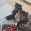 Logo of telegram channel sulphur_and_cats — Sulphur and cats