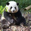 Logo of telegram channel sunen2024 — panda's house