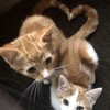 Логотип телеграм канала @sunf_cos — 💌Венок из подсолнухов💌