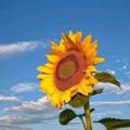Logo saluran telegram sunflower900 — •• SUNFLOWER ••