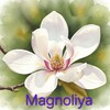 Telegram kanalining logotibi suniygullarmagnolia1 — Magnolia