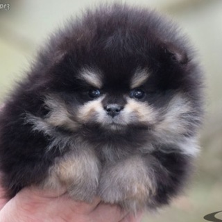 Логотип телеграм канала @superpom — Pomeranian kennel Iz Laguny Grez 🇷🇺
