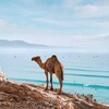 Логотип телеграм канала @surfmorocco — Серфинг в Марокко