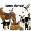 Telegram kanalining logotibi surhonchorvalari — SURXON_CHORVALARI☎️📣📣📣