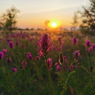 Telegram channel Суровикино Live logo