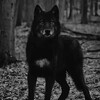 Логотип телеграм канала @surxondaryo_boriy — Boriy Mahamov
