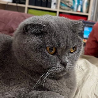 Логотип телеграм канала @suslik_mo — Suslik_MO