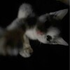 Логотип телеграм канала @sutsuss — руби