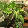 Логотип телеграм канала @svetlota_price — svetlota продажная 🌱🪴🌵🍀🌿☘🍃