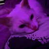 Логотип телеграм канала @svetuskotletus — светус котлетус