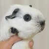 Логотип телеграм канала @svinkidp — МОРСКИЕ СВИНКИ от Дендра Плэнет