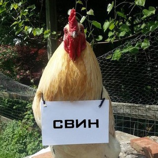 Логотип телеграм канала @svinomemes — What Svin Likes 🇺🇦